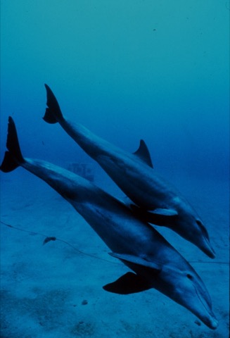 Dolphin