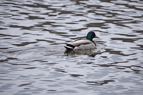 Duck