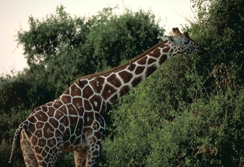 Giraffe