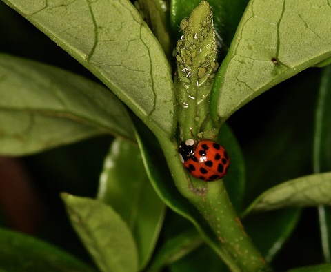 Ladybug