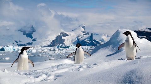 Penguin