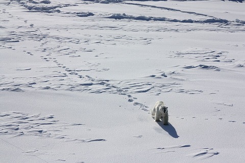 Polar Bear