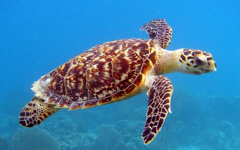 Sea Turtle