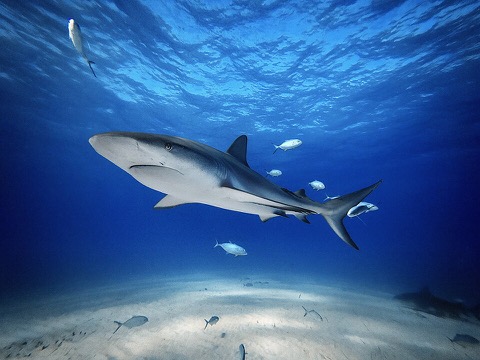 Shark