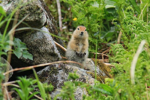 Squirrel