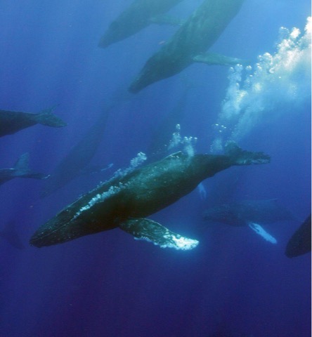 Whale